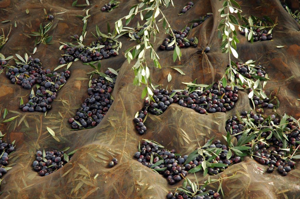 Parámetros químicos aceite de oliva