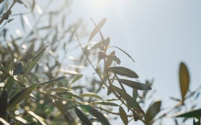 ¿Cómo conservar nuestro aceite de oliva virgen extra en casa de manera óptima?